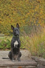 Malinois sitting on stone slab