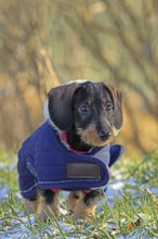 Wire-haired dachshund in winter coat, snow, young animal