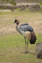 Crowned crane (Balearica pavonina)