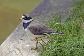 Ringed Plover (Charadrius hiaticula)