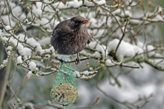 Blackbird (Turdus merula), sitting in a bush with snow, tit dumpling, female