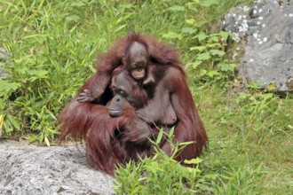 Orangutan (Pongo), with young, captive