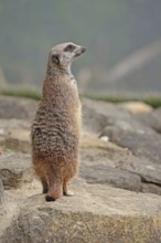 Meerkat (Suricata suricatta), captive