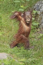 Orangutan (Pongo), young animal, captive