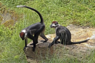 Red-crowned Nightjar (Cercocebus torquatus), Captive