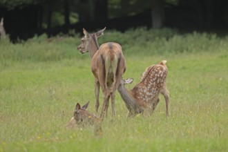 Red deer (Cervus elaphus), cow with calves