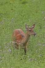 Sika deer (Cervus nippon), female