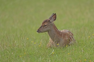 Red deer (Cervus elaphus), calf lying in the grass