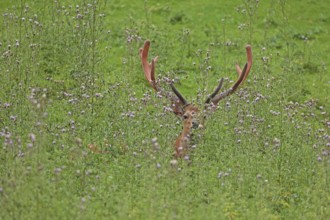 Sika deer (Cervus nippon), sika deer, male