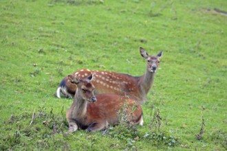 Sika deer (Cervus nippon), female