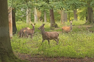 Red deer (Cervus elaphus), herd