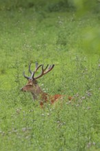 Sika deer (Cervus nippon), male