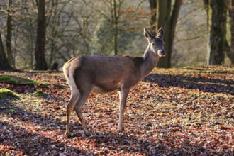 Red deer (Cervus elaphus), female