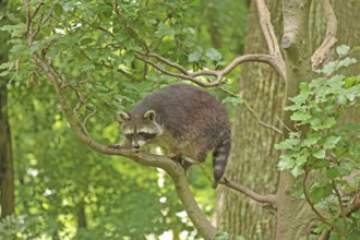 Raccoon (Procyon lotor)