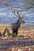 Red deer (Cervus elaphus), male