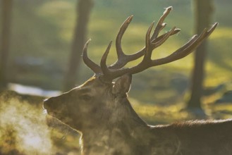 Red deer (Cervus elaphus), male