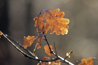 Oakleaf in backlight