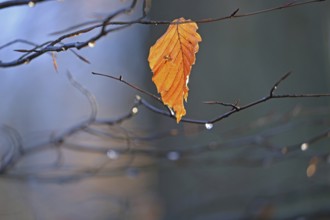 Leaf from a beech tree in backlight