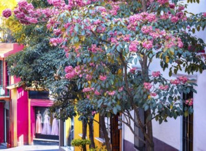 Scenic colorful colonial architecture of Cuernavaca streets in historic center in Mexico Morelos