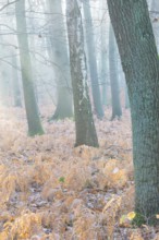 Foggy, frosty forest scene with trees in the soft morning light, cool autumn forest, calm,