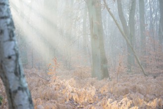 Rays of light penetrate the misty autumn forest, calm, mysterious mood, atmosphere, forest, soft