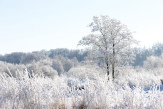 Snowy winter landscape with frost-covered trees, black alder (Alnus glutinosa), also known as black