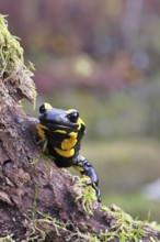 Fire salamander (Salamandra salamandra), looking out from behind a tree root, wildlife, looking