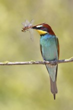 European bee-eater (Merops apiaster) sitting on a branch overgrown with green lichen with a