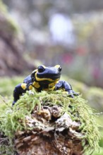 Fire salamander (Salamandra salamandra), running over moss, wildlife, looking into the camera,