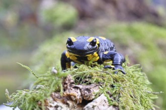 Fire salamander (Salamandra salamandra), running over moss, wildlife, looking into the camera,
