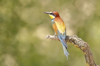 European bee-eater (Merops apiaster) sitting on a branch covered with green lichen, dorsal view,