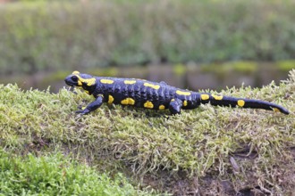Fire salamander (Salamandra salamandra), running over mossy forest floor, wildlife, close-up,