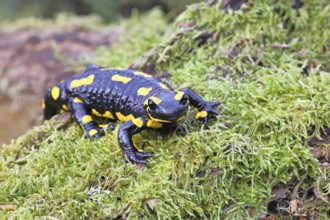 Fire salamander (Salamandra salamandra), running over mossy forest floor, wildlife, looking into