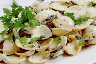 Vongole clams, in cream sauce, on a white plate, homemade, top view, no people