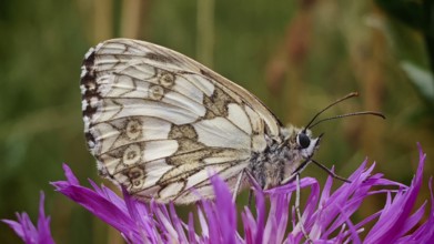 A checkerboard butterfly (melanargia galathea) on a bright purple flower, close-up in detail,