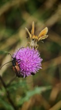 Brown-headed brown butterfly (thymelicus sylvestris) and two longhorned beetles (purpuricenus)