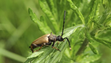 Close-up of a red longhorned beetle (Stictoleptura rubra) on a green leaf in sunlight, Franconian