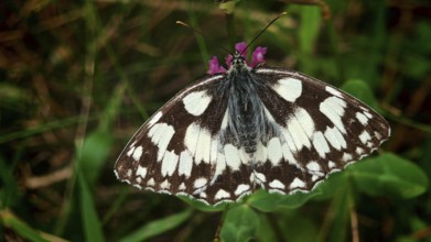 A chequerboard butterfly (melanargia galathea) on a purple flower in the grass, frankenwald nature