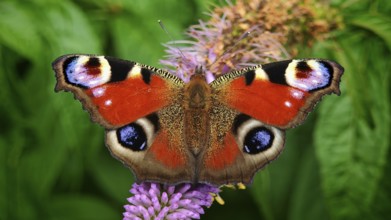 A peacock eye (aglais io) with red wings on a purple flower against a green background, frankenwald