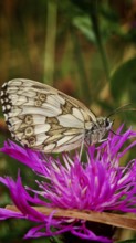 A checkerboard butterfly (melanargia galathea) on a bright purple flower, close-up in detail,