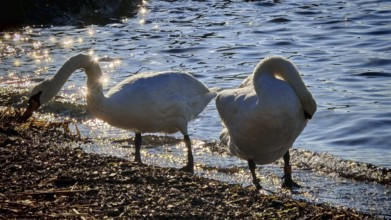 Two swans (cygnus) on the water's edge in the evening sun with glittering water in the background,