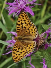 An orange emperor butterfly (argynnis paphia) on a purple flower in a meadow, Franconian Forest
