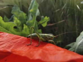 Great green bush cricket (tettigonia viridissima) sitting on a red poppy leaf (papaver) in a sunny