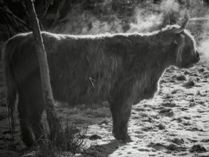 Silhouette of a highland bovine (bos taurus taurus) breathing in the cold, black and white