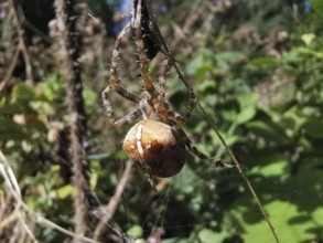 Close-up of a large brown spider garden cross spider (araneus diadematus) hanging in a web,