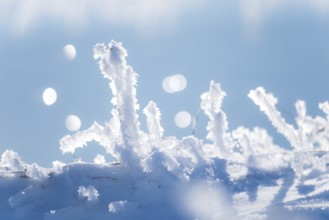 Detailed view of blades of grass covered with ice and snow against a soft, blurred background with