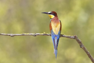 European bee-eater (Merops apiaster) sitting on a branch covered with green lichen, dorsal view,