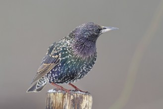 Starling (Sturnus vulgaris) adult bird in spotted winter plumage, sitting on a fence post,