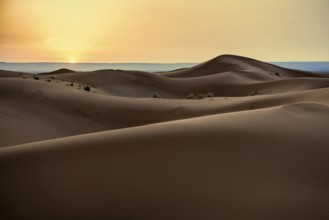 Sand dunes, sunrise, near Merzouga, Meknès-Tafilalet region, Erg Chebbi, northern Sahara, Morocco