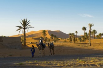Tourists on dromedaries in the desert, near Merzouga, Meknès-Tafilalet region, Erg Chebbi, northern